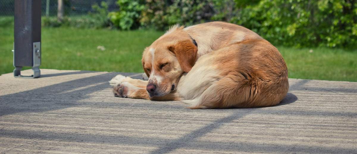 Je hond houdt je altijd in de gaten, zelfs in hun slaap