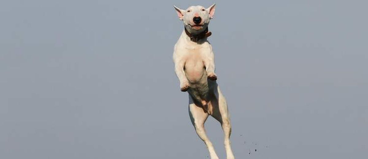 Mijn hond springt tegen mensen op,  Bull Terrier