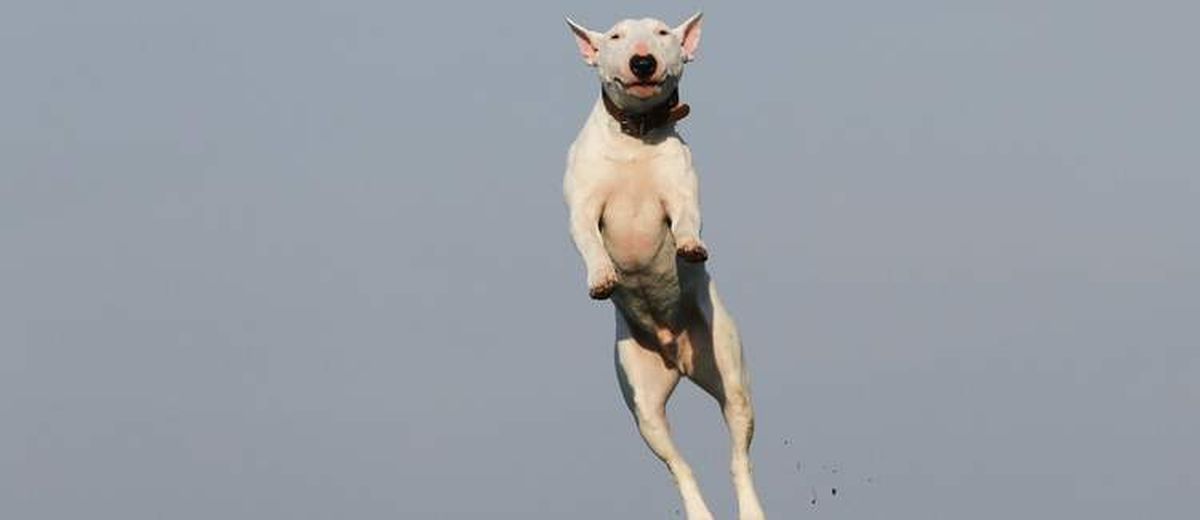 Mijn hond springt tegen mensen op,  Hunt Terrier