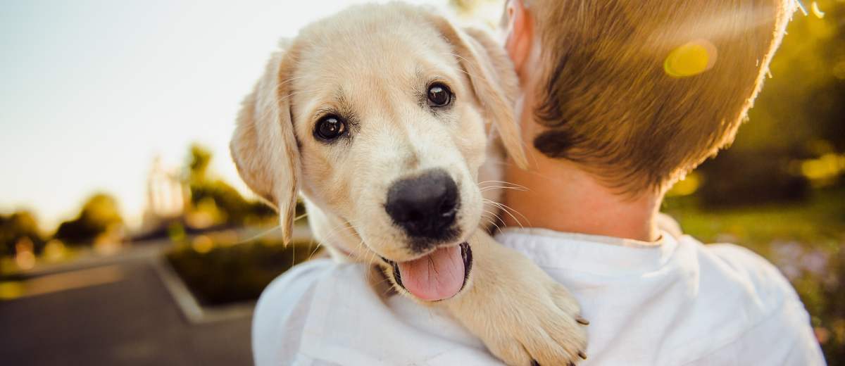 Honden huilen tranen van geluk