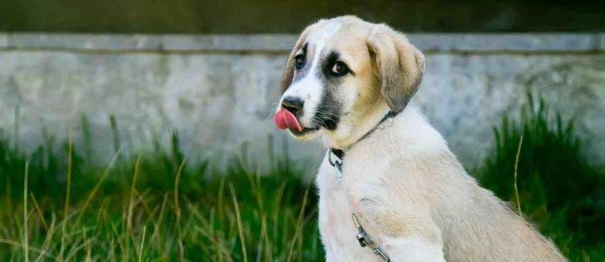 Kalmerende signalen van de hond,  Sint Bernard