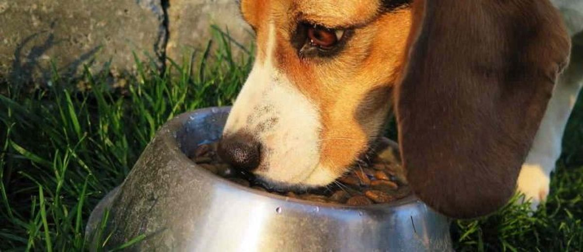 Levershunt  bij een Glen of Imaal Terrier