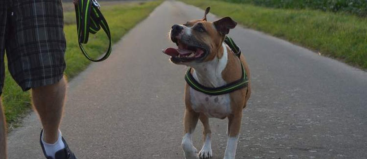 Ongewenst gedrag van de hond doorbreken,  Kraski Ovcar