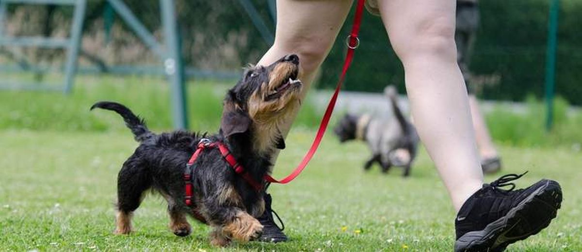 Opvoedingstips bij honden,  Hunt Terrier