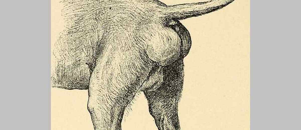 Hernia perinealis