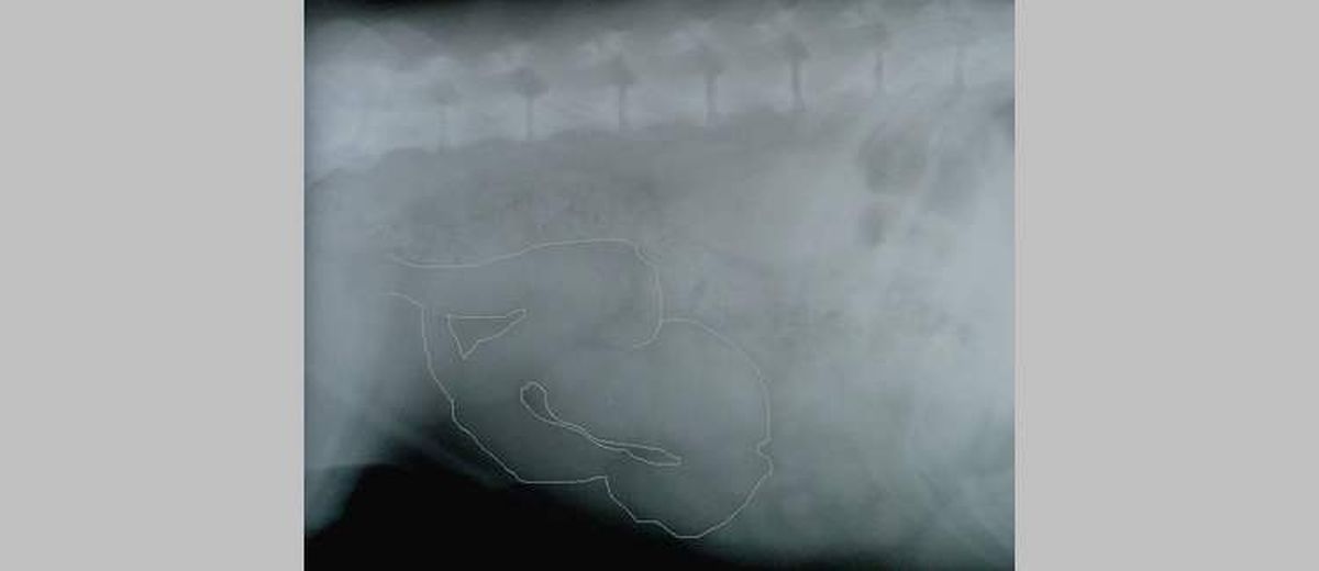 Pyometra - baarmoederontsteking bij een BullMastiff