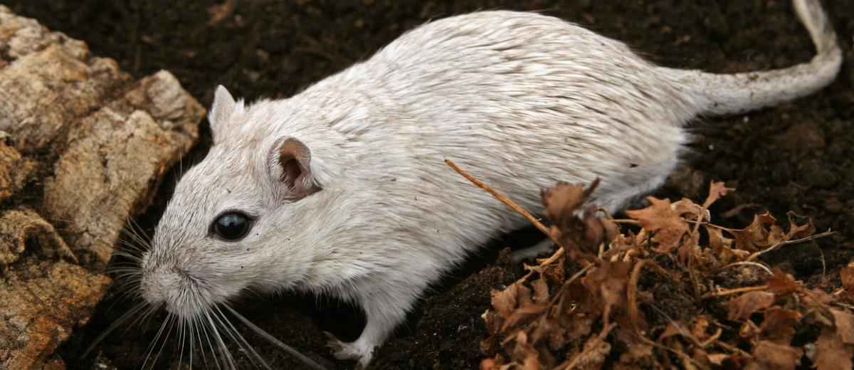 De beste rassen voor het bestrijden van muizen en ratten