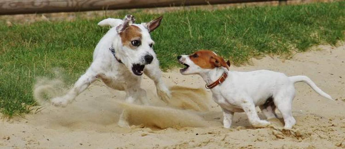 Het socialiseren van je pup,  Canaänhond (Kanaan)