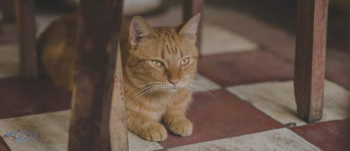 aansluiten Grand ochtendgloren Help, mijn kat plast of sproeit in huis ! | Startpunthonden