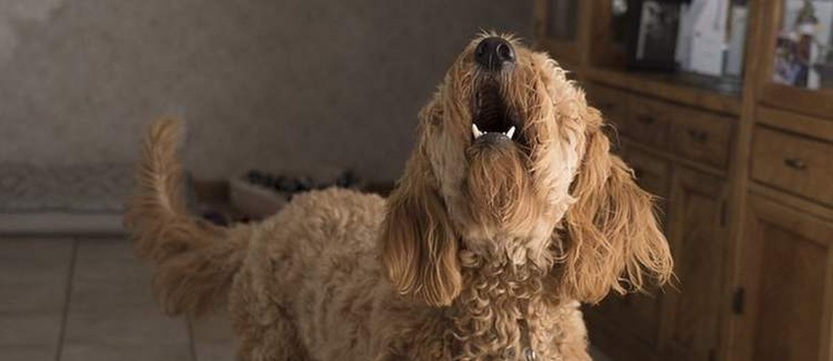 Stop het blaffen van je hond,  Pyrenese berghond