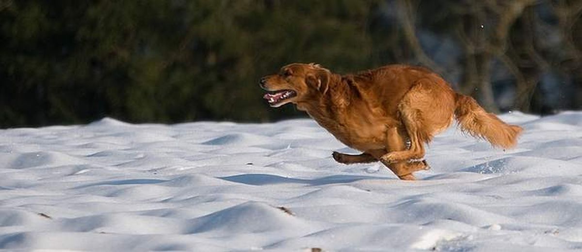 Help, mijn hond rent overal achteraan,  Lakeland Terrier