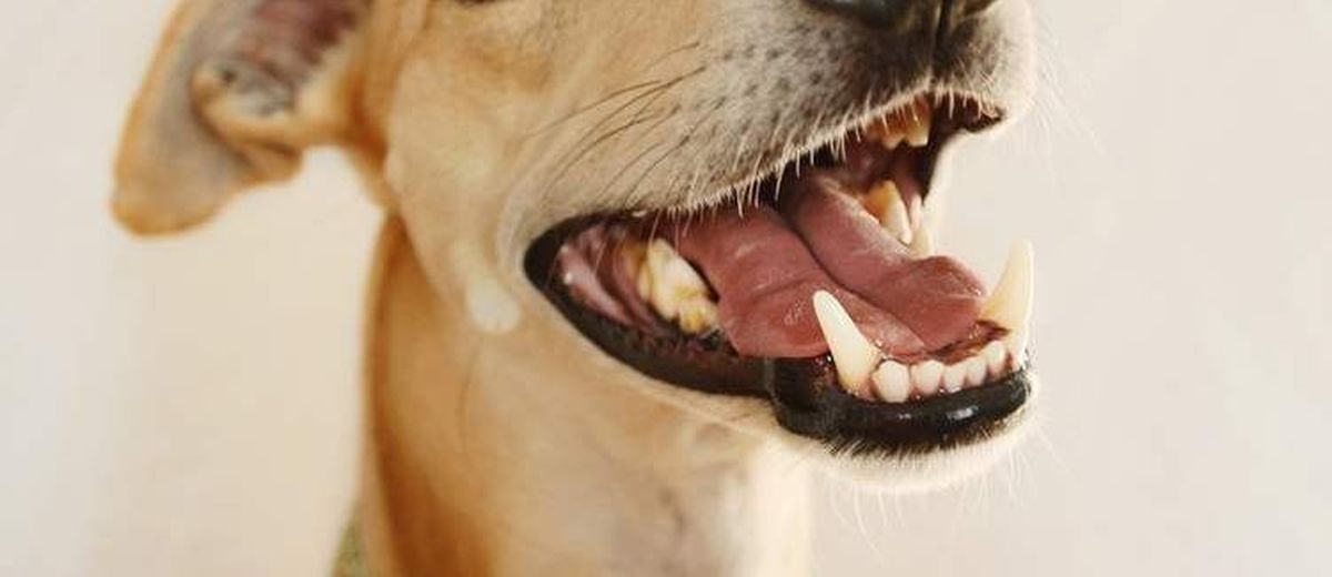 Tandproblemen bij een Xoloitzcuintly (Mexicaanse naakthond)
