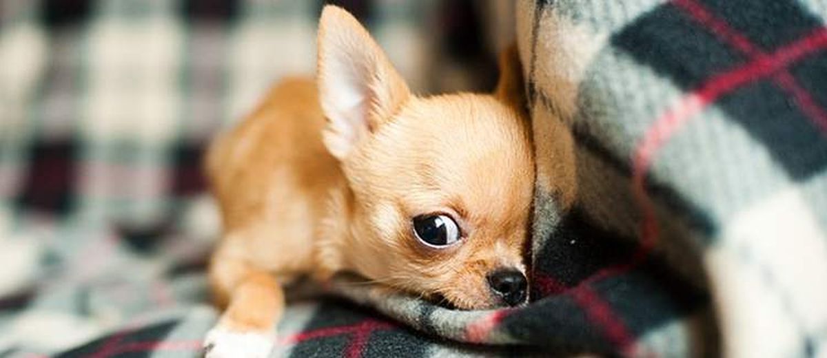 Verlatingsangst bij de hond,  Xoloitzcuintly (Mexicaanse naakthond)