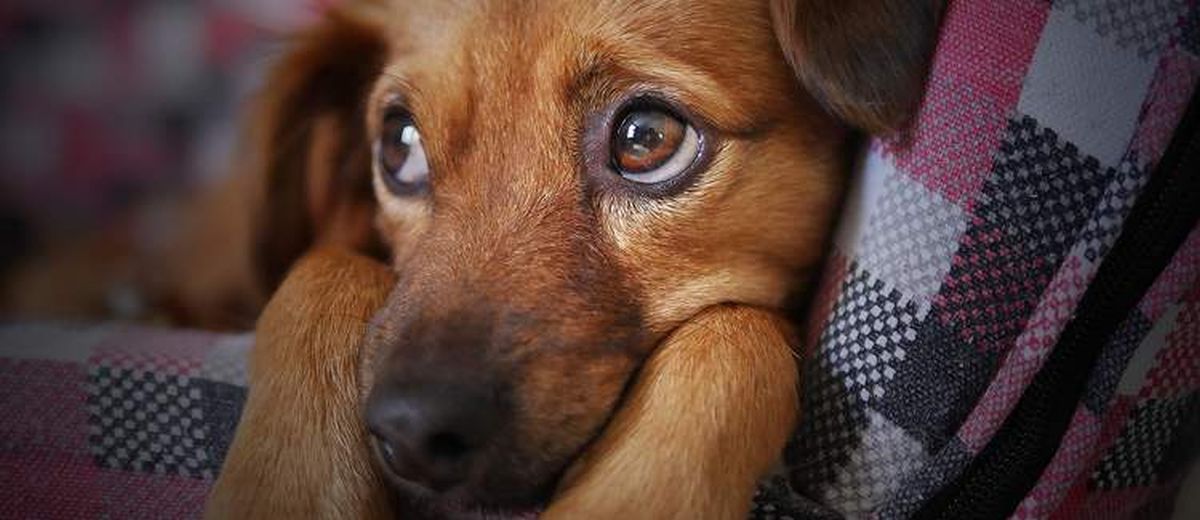 Vuurwerkangst bij de hond