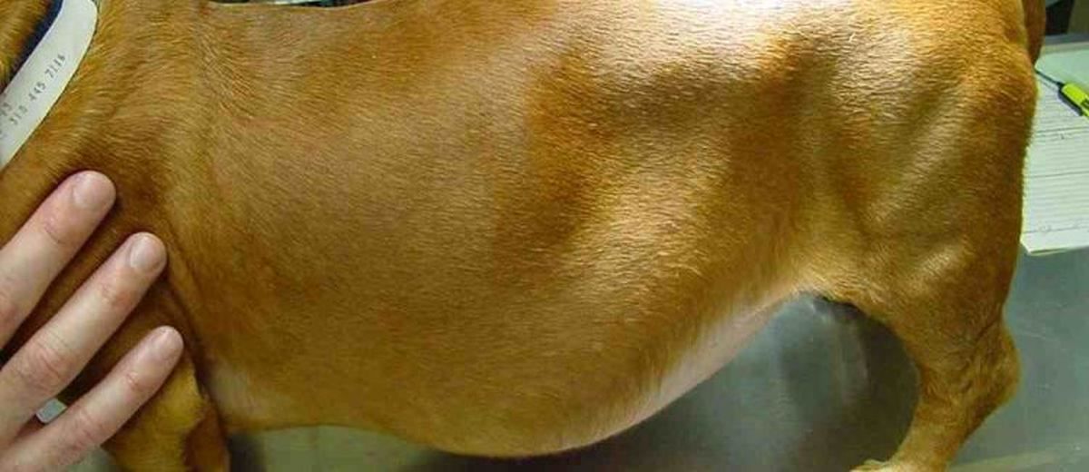 Ziekte van Cushing bij een Beagle