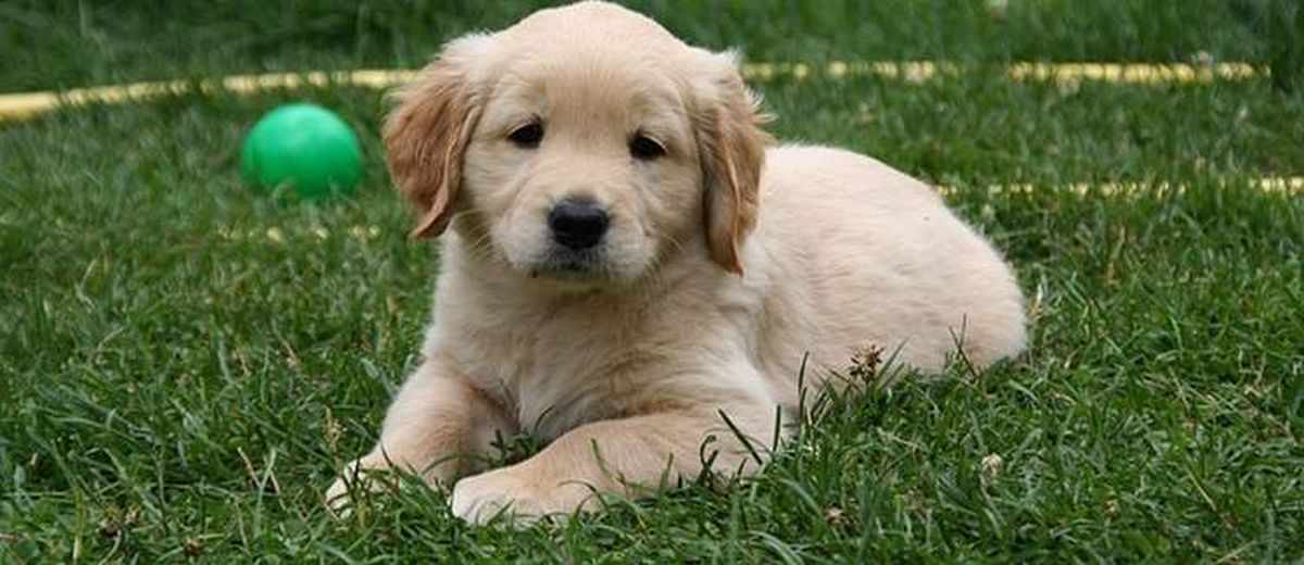 Zindelijk maken van je pup,  Cocker Spaniel