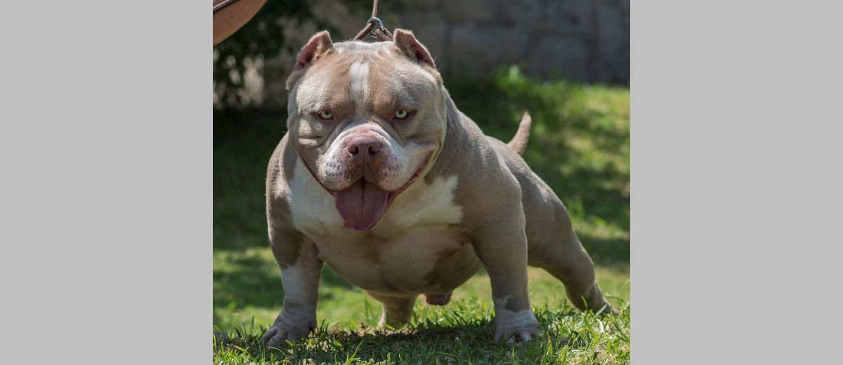 De Toad Bull, stop met het fokken van deze misvormde Bulldog