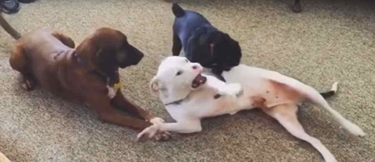 Pitbull die zijn neus kwijt is nu gelukkigste hond (video)