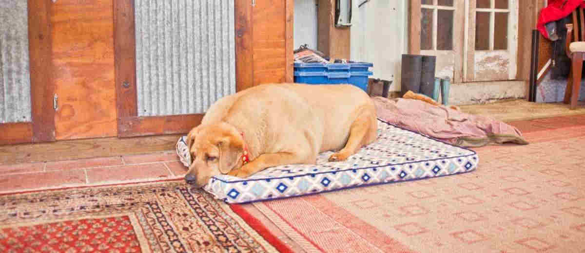 Niemand weet waarom deze asielhond zo dik werd