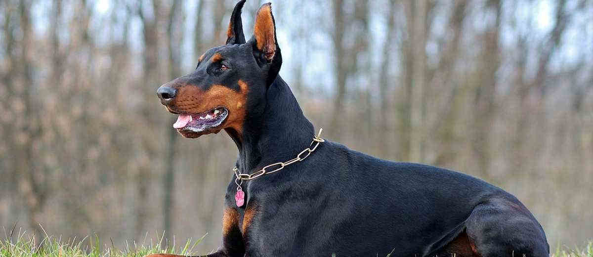 Dobermann redt familie tegen aanval van vier cobra's