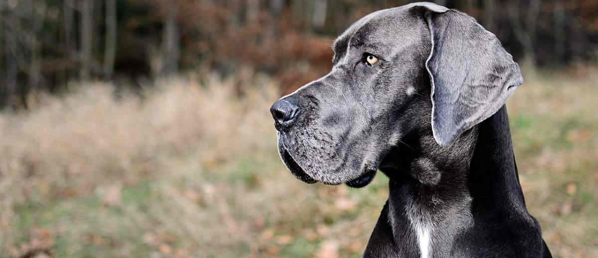 10 grote vriendelijke reuzen