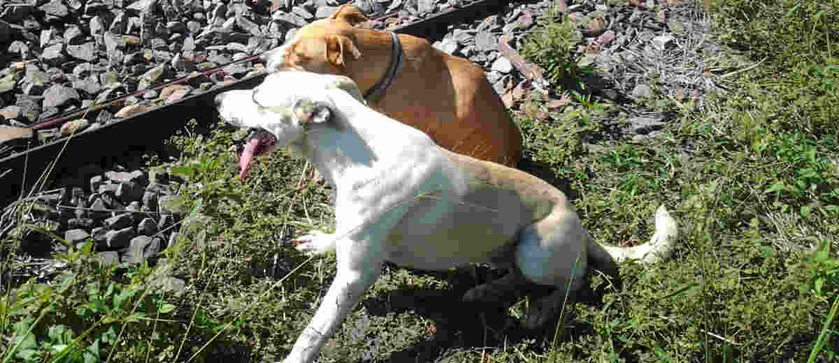 Hond houdt gewonde vriend in leven door eten te brengen