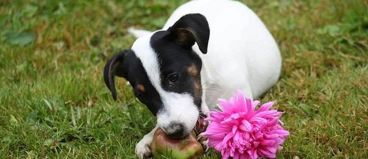 13 voedingsmiddelen die je niet aan je hond moet geven