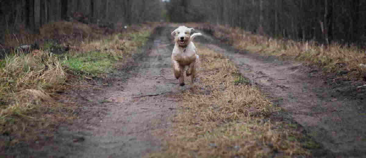 Honden los in natuurgebied zwaar bestraft