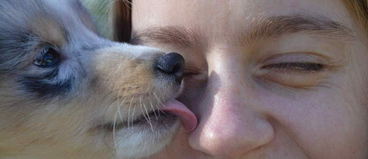 Waarom zijn honden zo lief? Eindelijk weten we waarom!