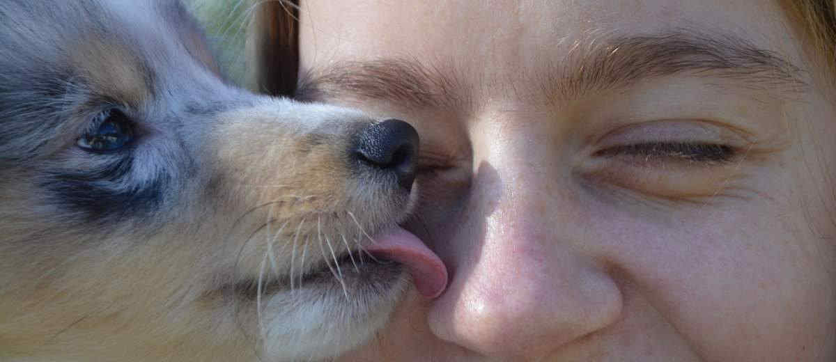 De kus of lik van een hond, niet zonder gevaren