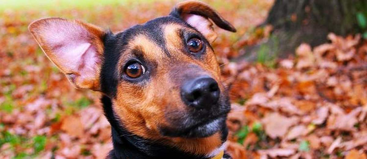 10 levenslessen die een hond ons kan leren