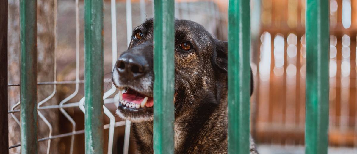 NVWA neemt alle honden weg bij Brabantse fokker