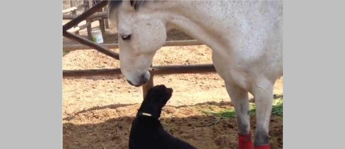 Een bijzondere vriendschap tussen paard en hond (video)