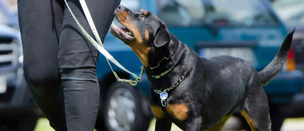 Publicatie staatssecretaris: De lijst van agressieve honden