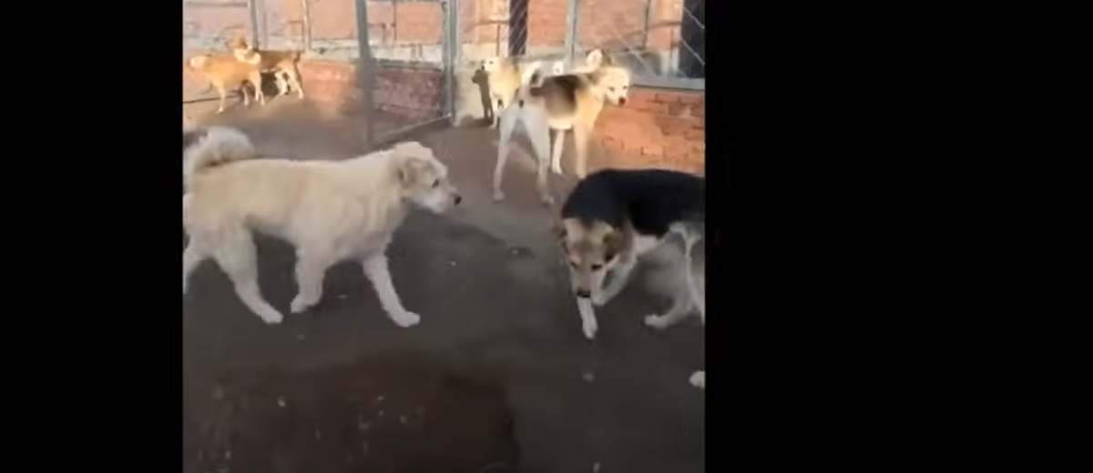 Hoe een roedelleider orde en rust bewaart (video)
