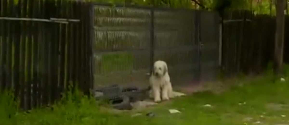 Hond wacht al 5 jaar bij huis overleden baas (video)