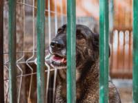 NVWA neemt alle honden weg bij Brabantse fokker