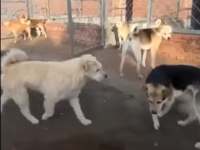 Hoe een roedelleider orde en rust bewaart (video)