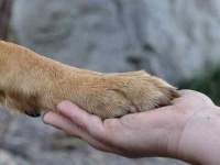 Waarom je hond voelt als kind én beste vriend
