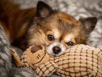 Miniatuurhondjes: Schattig, maar vaak ernstig ziek