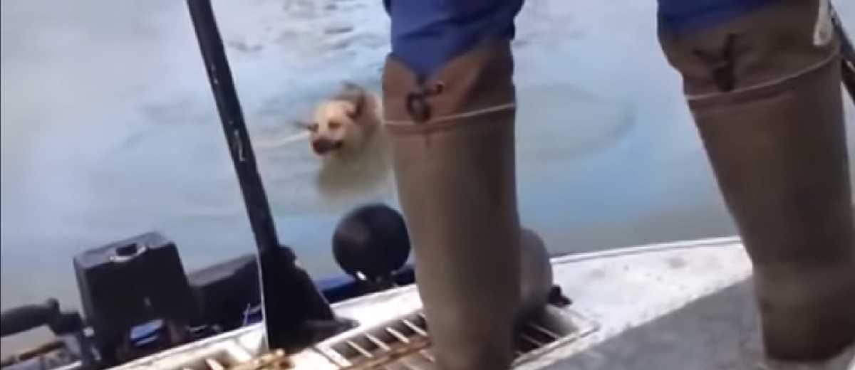 Hond gered uit ijskoud water
