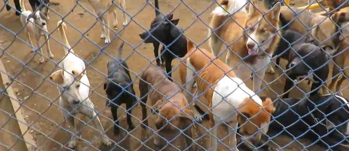 Land van zwerfhonden, paradijs voor hond en de liefhebbers