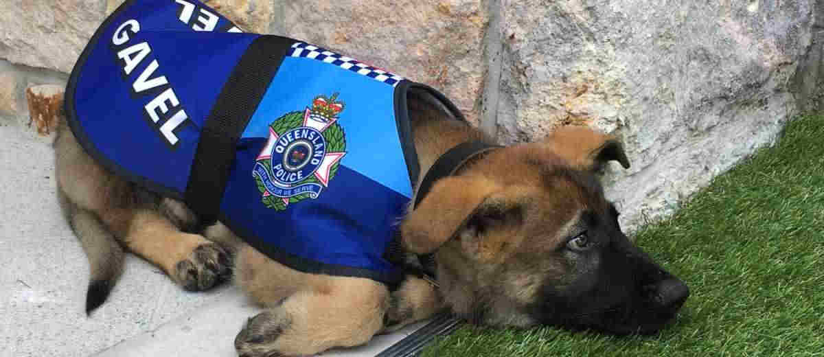 Cuteness overload: Hond te lief voor Queensland politiemacht