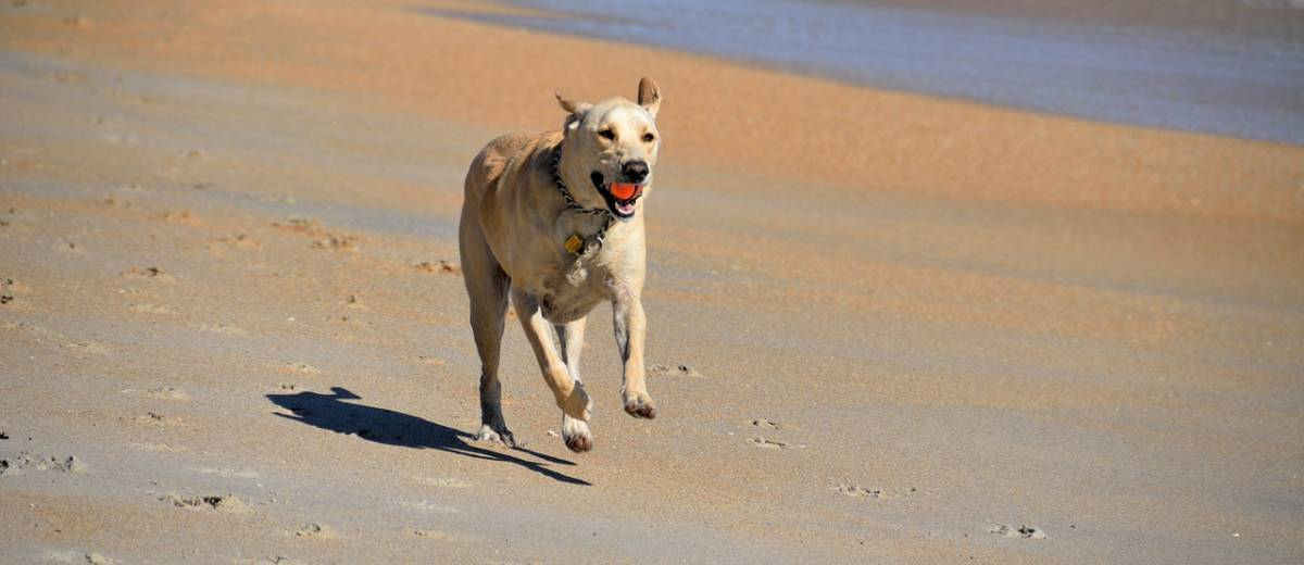 Ook je hond kan huidkanker krijgen, smeren dus!