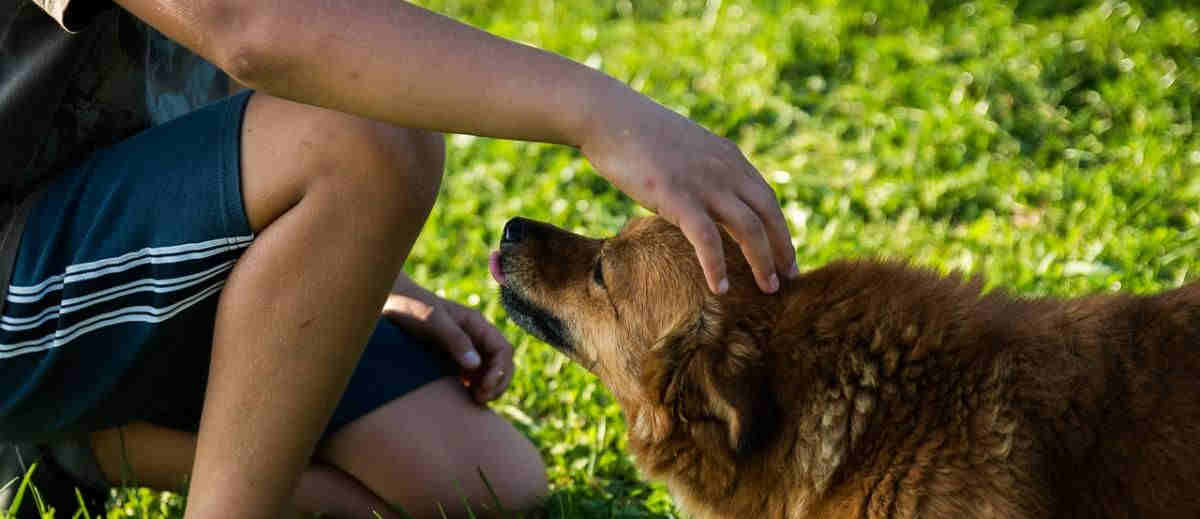 Pitbulls en gemengde rassen bijten het vaakst