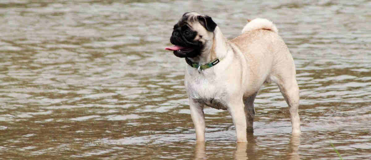 Honden met korte snuit krijgen verplichte ademhalingstest