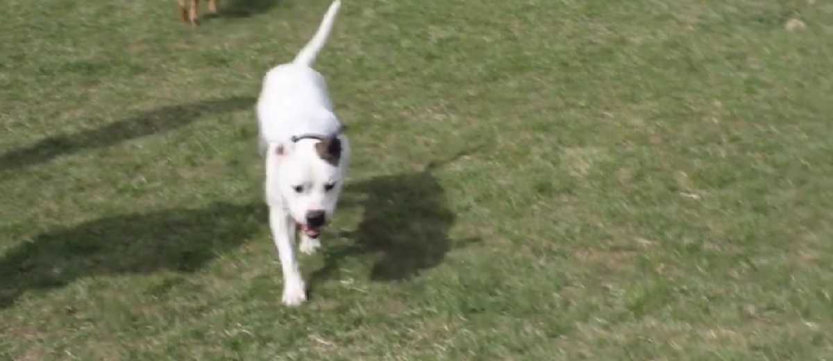 Hij is te gevaarlijk om ooit met honden te spelen(video)