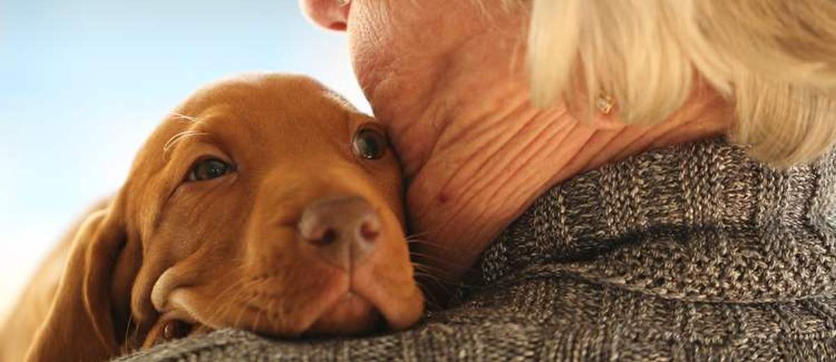 Zoek uw ideale hond