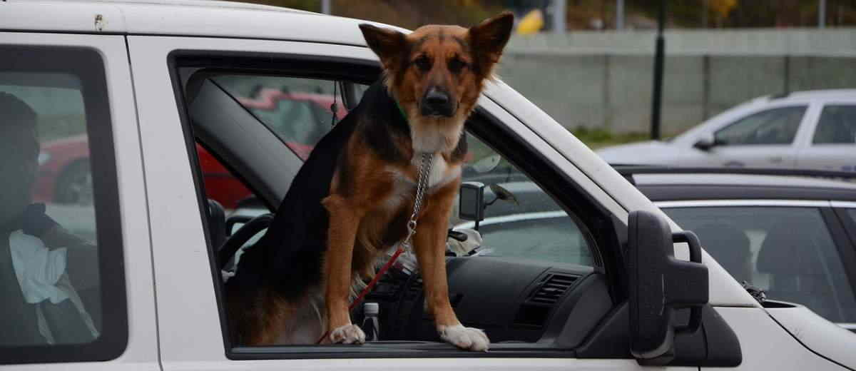 Zwaardere straf voor achterlaten hond in hete auto