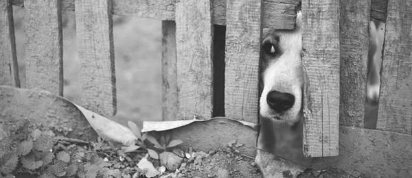 Synthetische feromonen voor stress of angst bij je hond